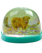 Highland coo